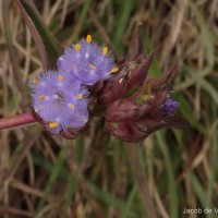 Cyanotis pilosa Schult. & Schult.f.